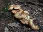 Büdös galambgomba (Russula foetens), Mátra